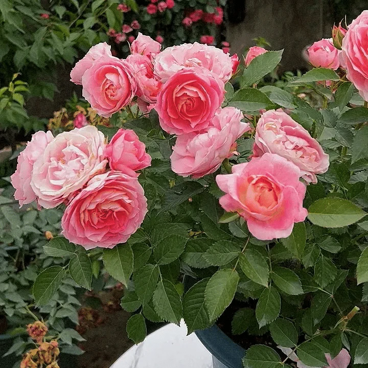 两盆月季任意组合  下单备注品种  不备注品种随机发