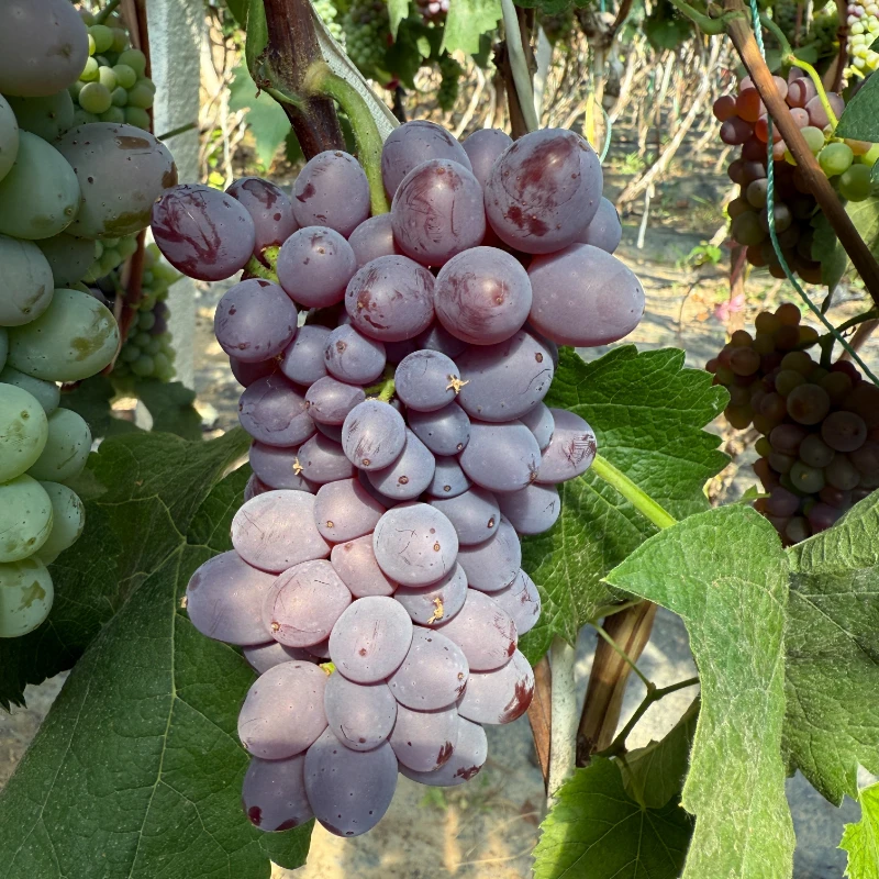 草原有机茉莉香葡萄（自然成熟，现摘现发）