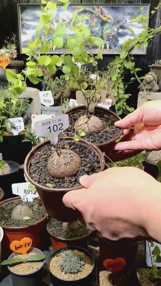 102号1119福利南非龟甲龙买一送一