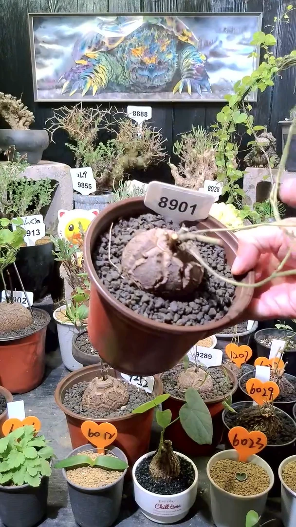 8901号1114甄选单颗南非龟甲龙