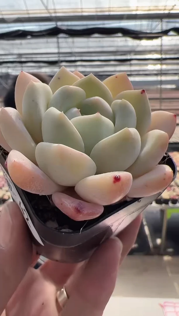 【闪购商品】新款多肉-42