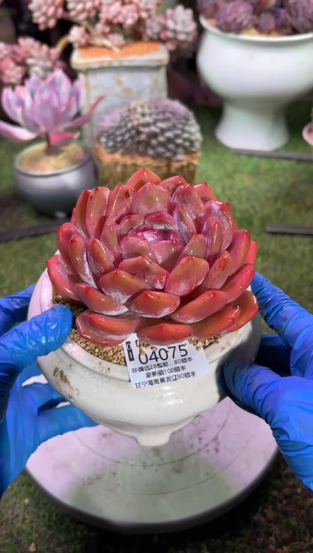 【闪购商品】04075