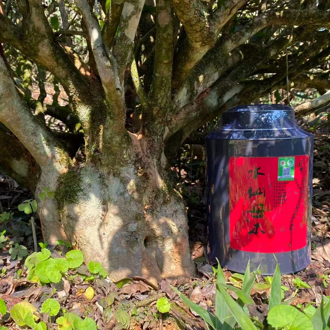 有机茶【水仙母本】老树水仙 258克 罐装 武夷岩茶