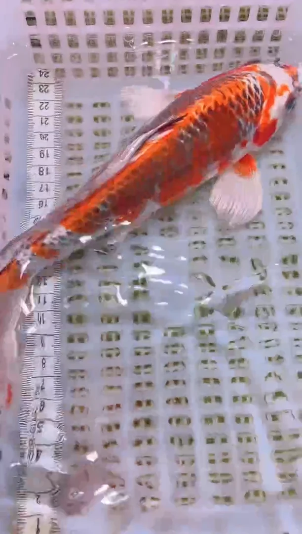 锦鲤冷水观赏鱼全场包邮79