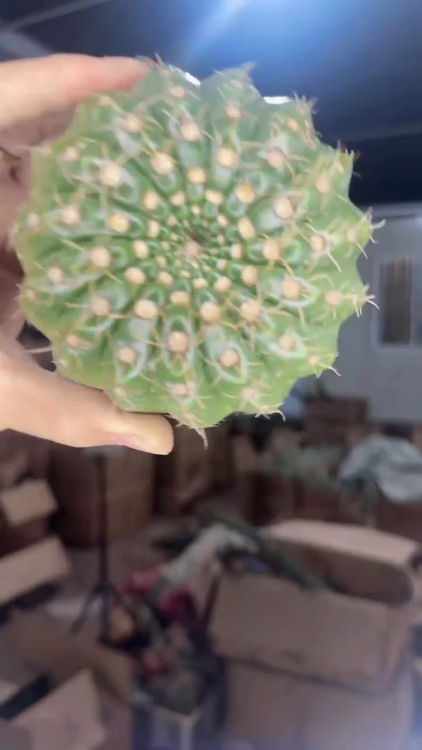 大单头 眩美玉 实生根 6-8cm