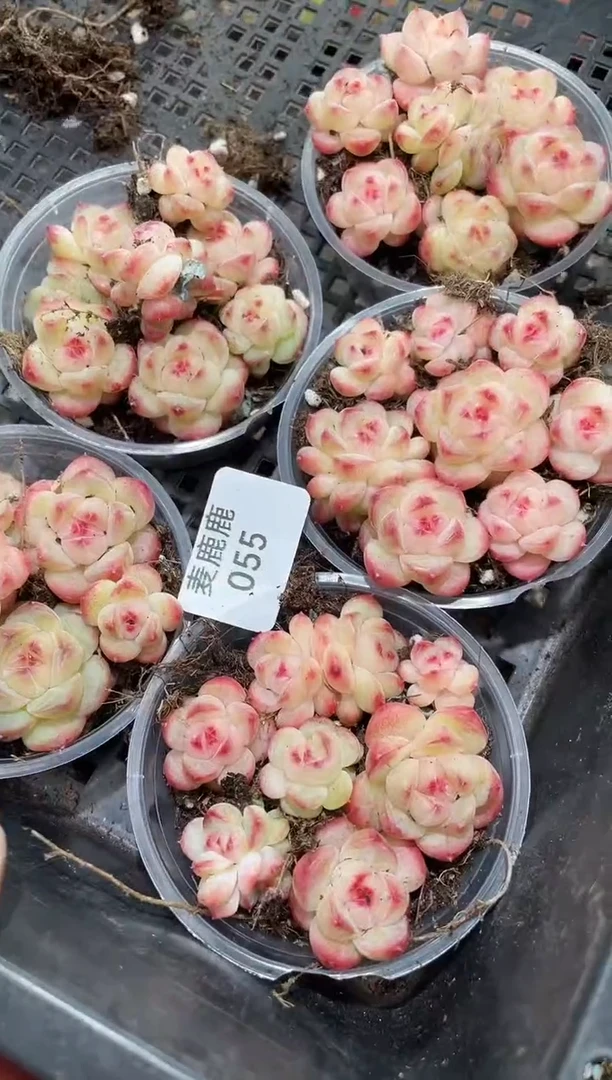 055爆珠孤品     量拍随机发一盒