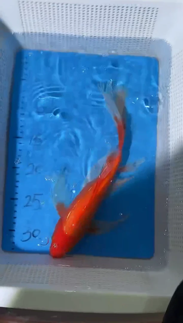 锦鲤包邮拍开箱视频和爆氧视频包售后