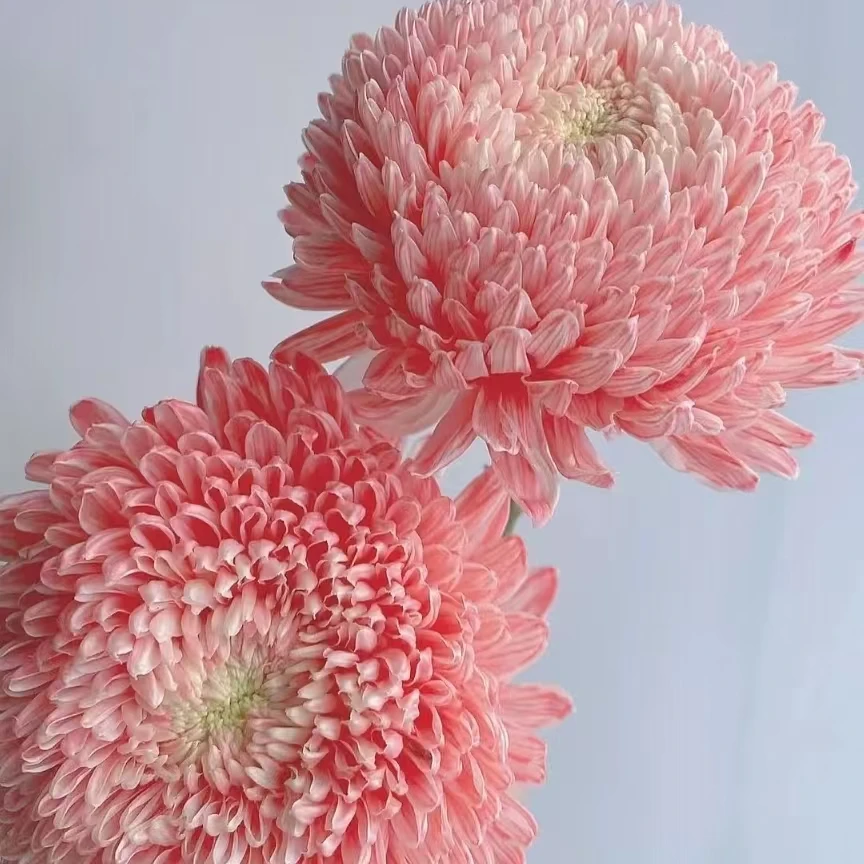 牡丹菊鲜切花套餐