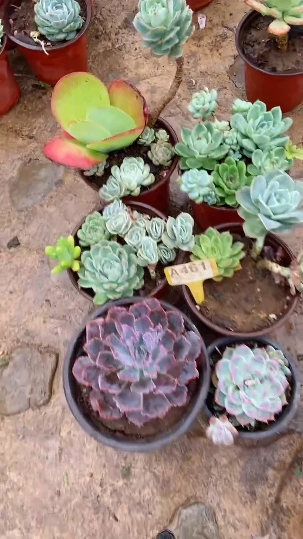 A461闪购清风花木兰多肉组合脱土发货