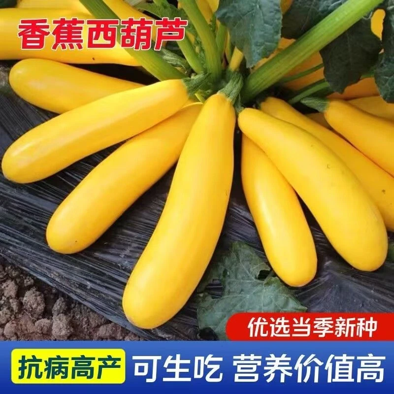 【香蕉西葫芦】水果型一年四季阳台易种盆栽北方春夏秋种植