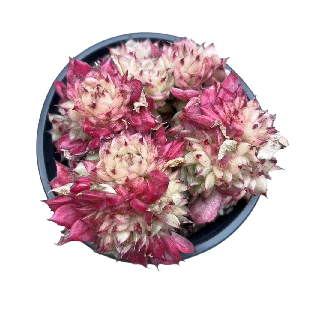 红天鹅带盆（多肉植物）满19.9包邮 云南基地源头直发新手好养