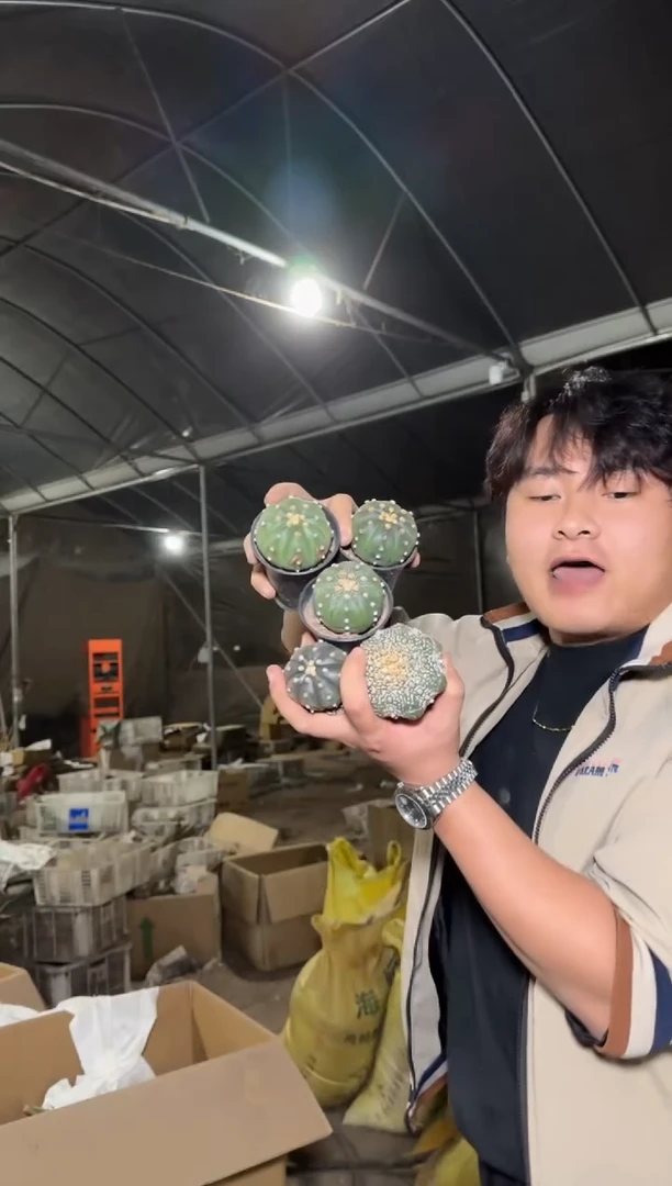 5颗 实生根 星兜 3-5cm 品种不指定