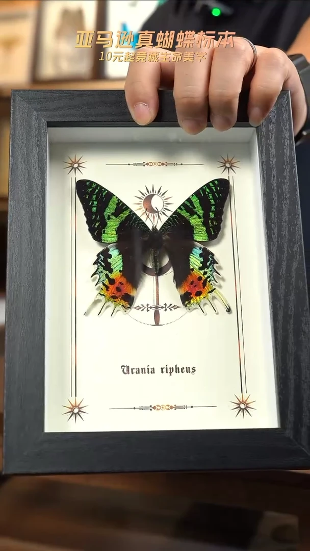 太阳蛾图腾款7寸竖框