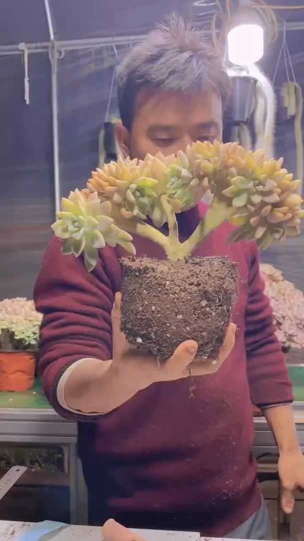 180淡雪缀化一物一拍