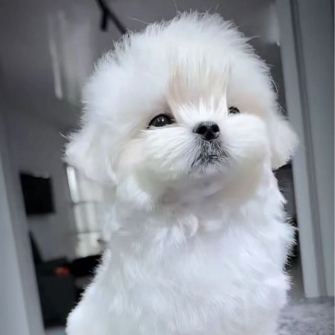 昆明诚信犬业活体链接