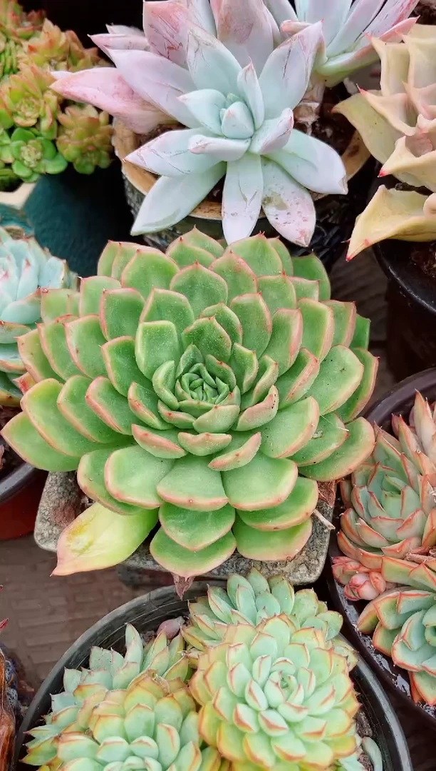 冰*29044多肉植物一物一拍