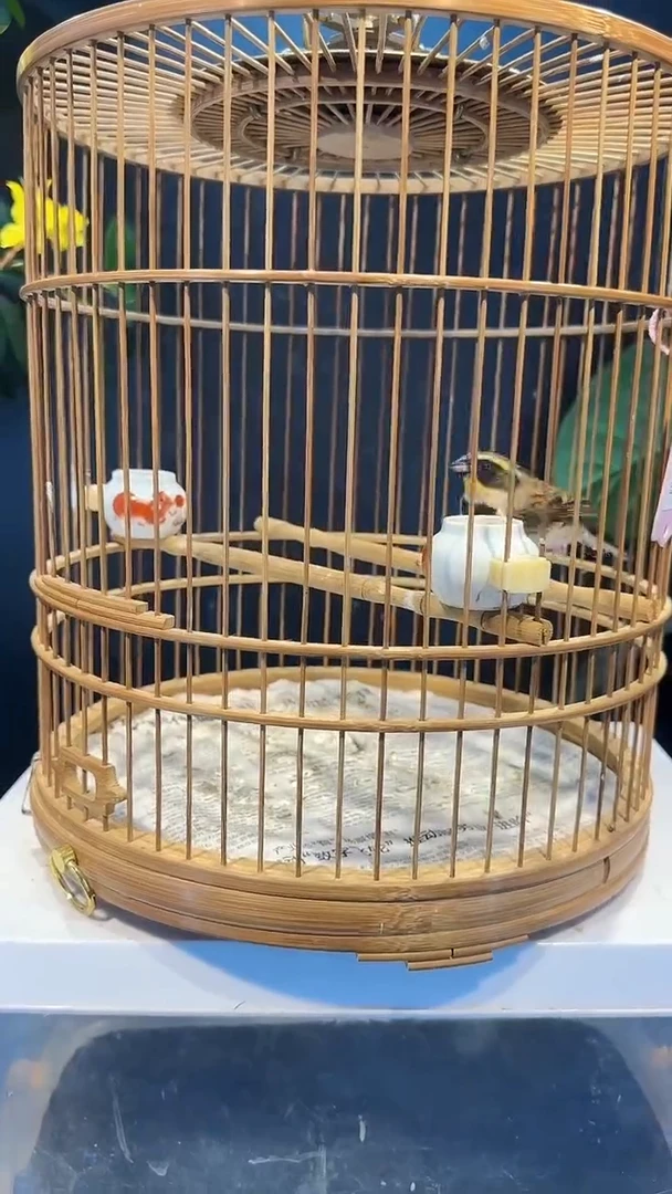 虎皮鹦鹉62号  精挑虎头凤 养笼1元起拍