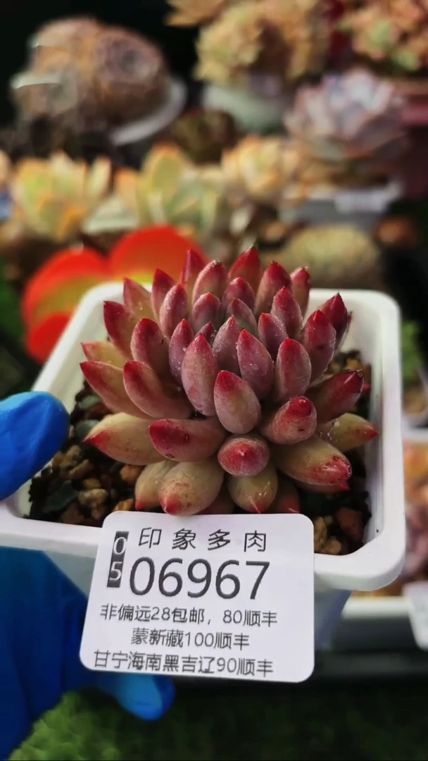 昆明印象多肉06967