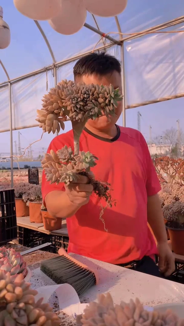 【闪购商品】缀化158