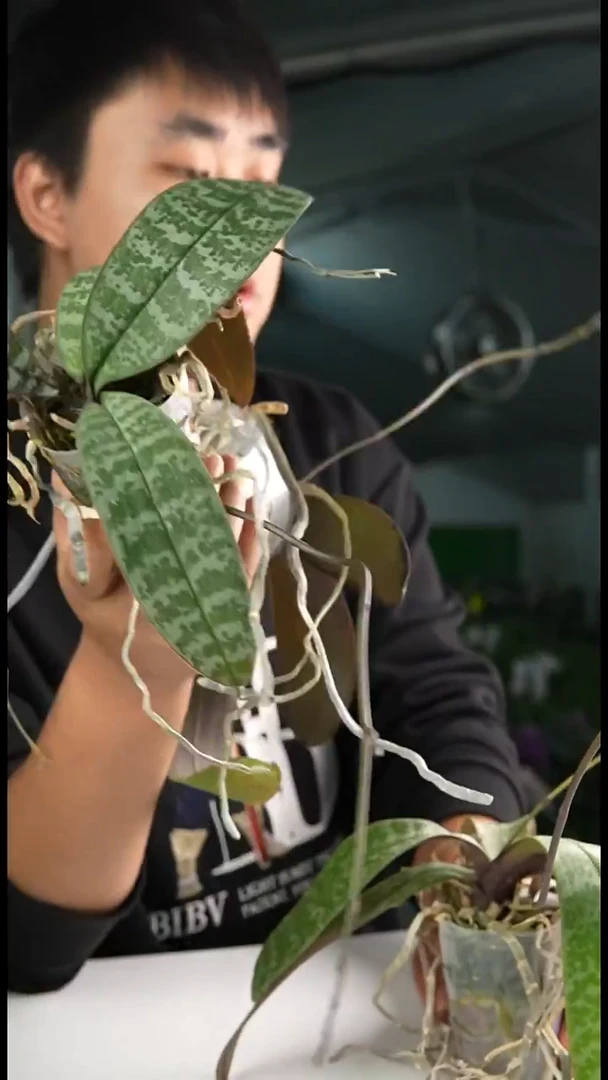 当前无花栽培后可以开花双苗2.5寸盲盒西  轻微叶瑕