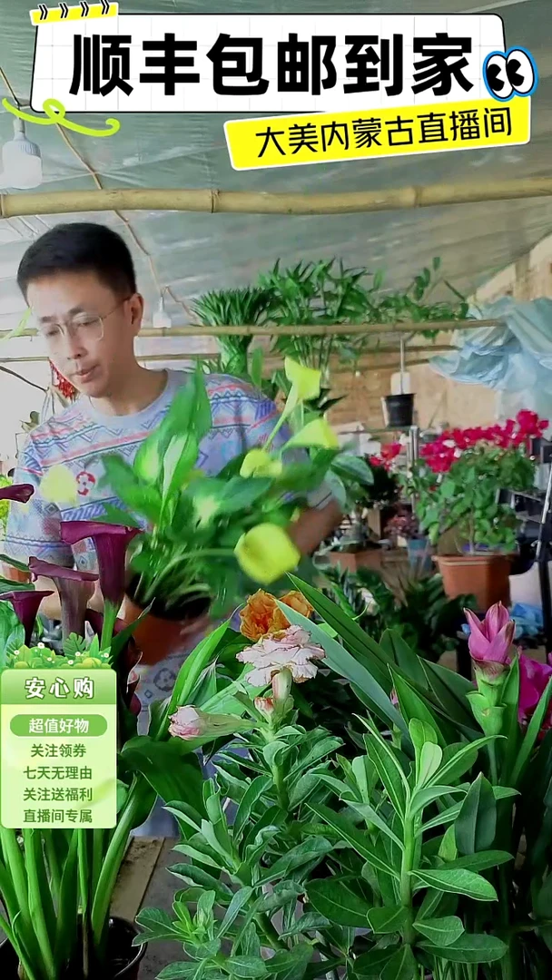 完全开放黄色马蹄莲