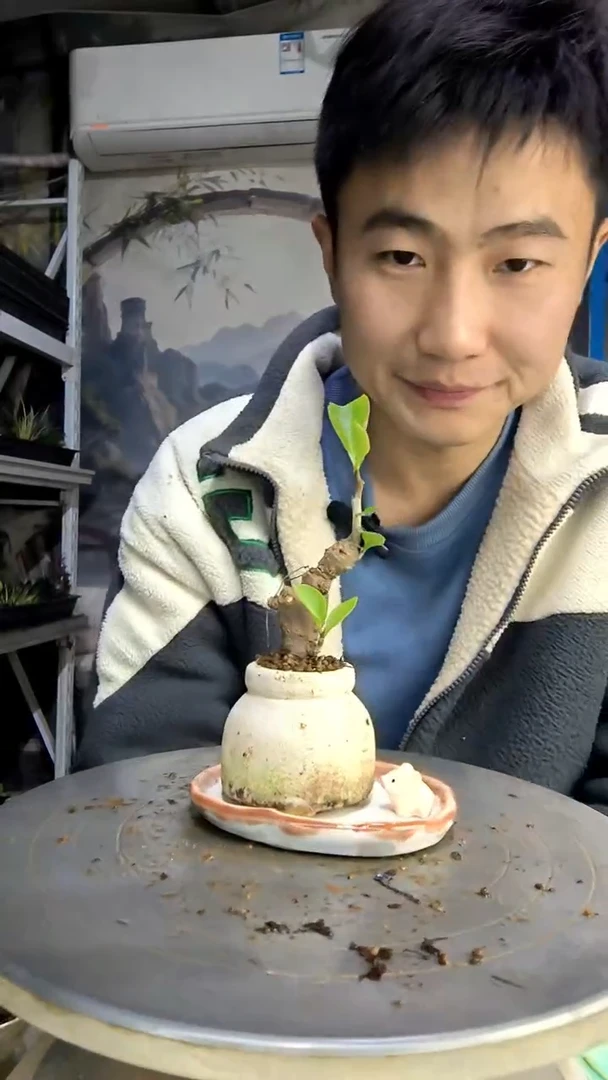 ？*中青园艺一物一拍277