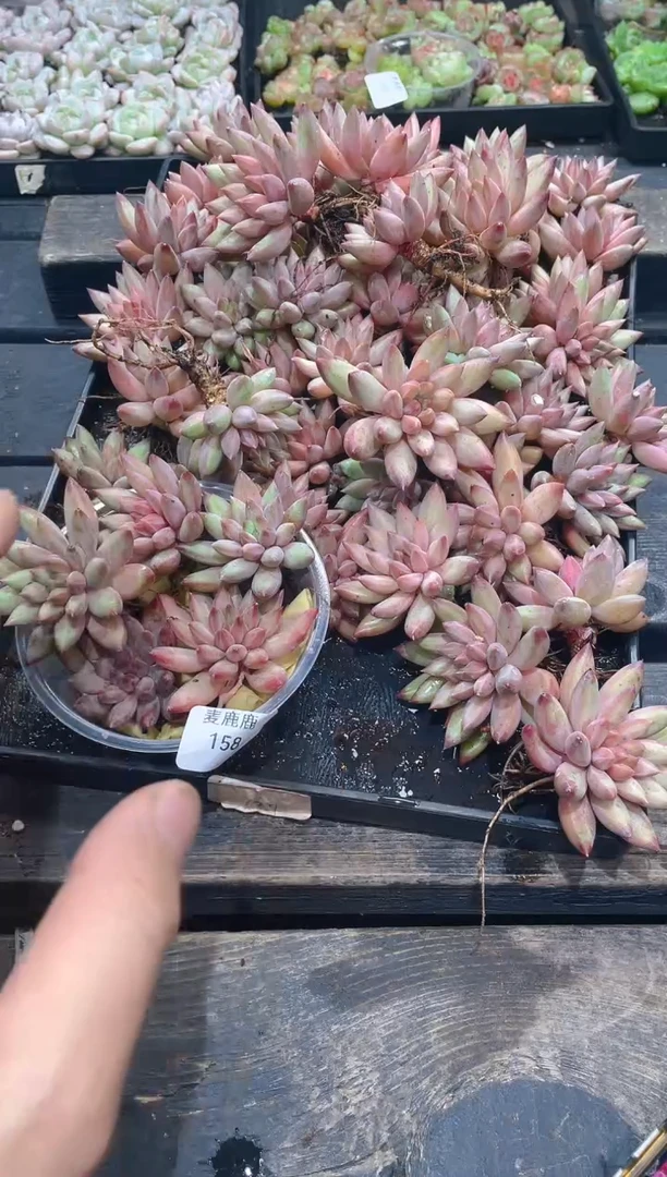 158车厘子        量拍