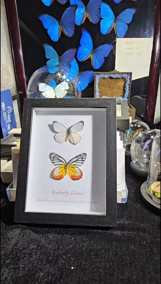 粉色双生精美蝴蝶标本