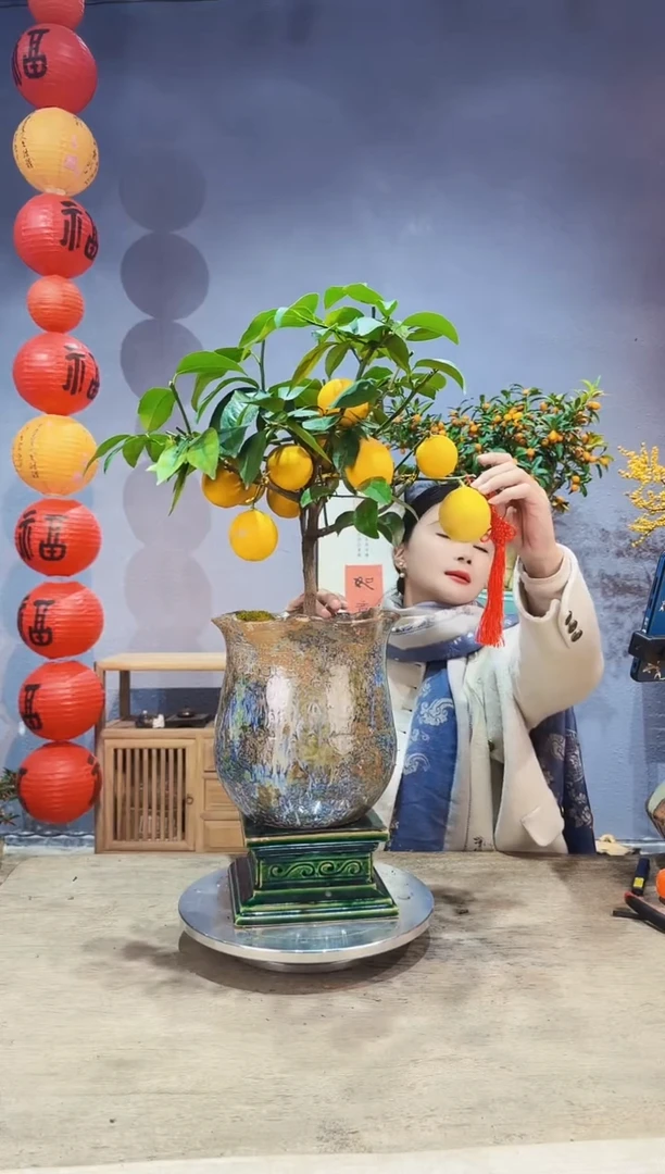 【闪购商品】盆景金柠檬