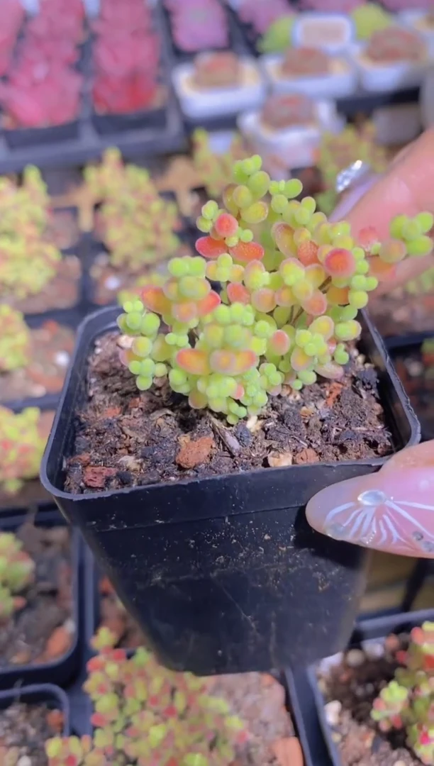 A335-蜜橘枝干3cm（量拍）