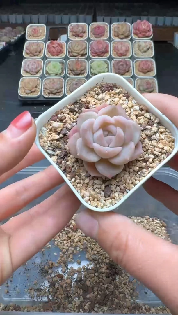 【闪购商品】3单包邮珍妮多肉一物一拍587