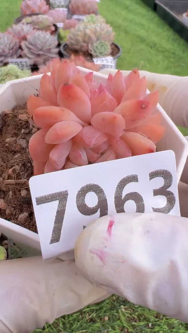 【闪购商品】信福多肉一物一拍