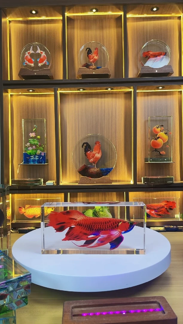 有机玻璃石*阁磕碰尺寸24*11*5至尊红龙鱼