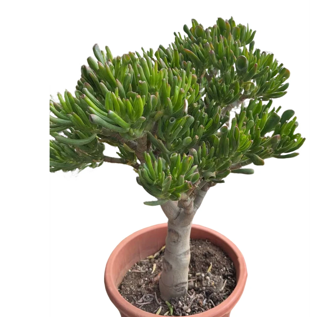 精品多肉绿植   吸财树