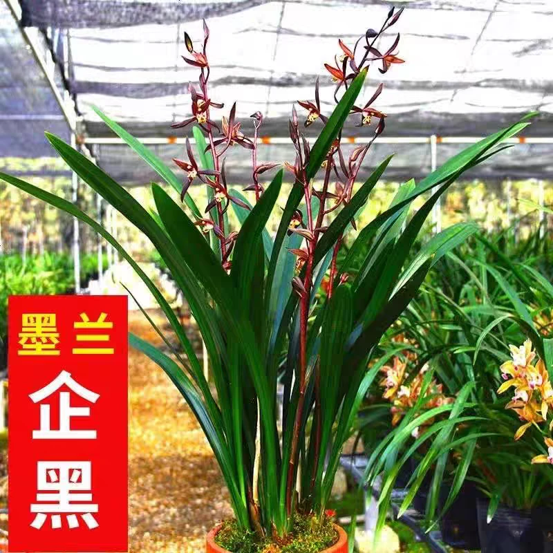 兰花盆墨兰企黑兰花室内四季好养植物客厅办公室名贵盆景