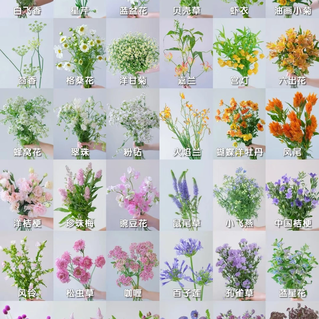 【一单不售后|草花】新手友好 鲜花自由  鲜切花 基地直发