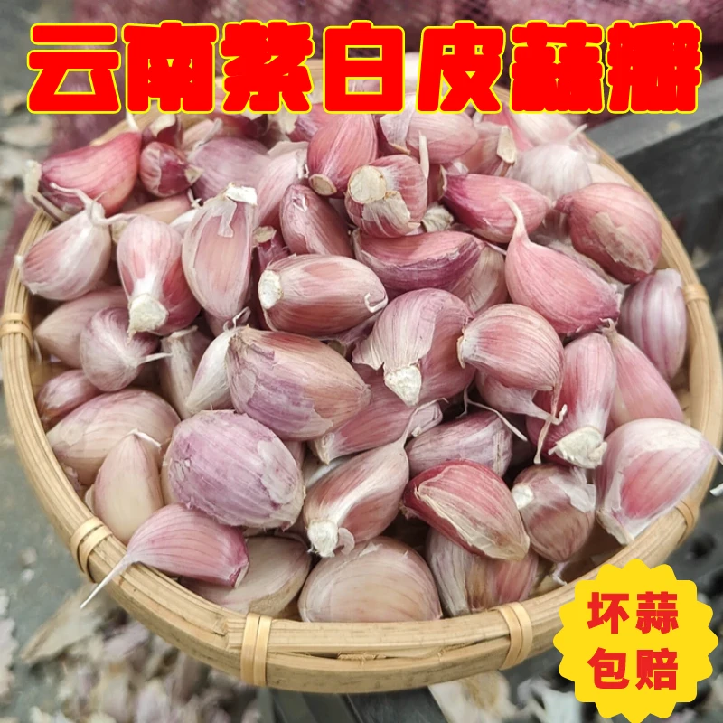 今年新蒜云南老品种紫皮干蒜瓣可吃可种辣味十足口感脆嫩十足干蒜