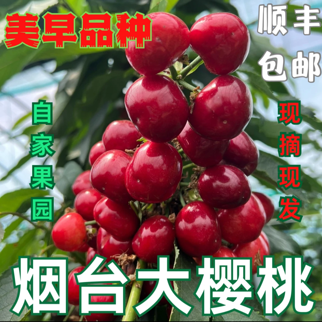 烟台美早大樱桃我们大棚结束 露天凉地再见