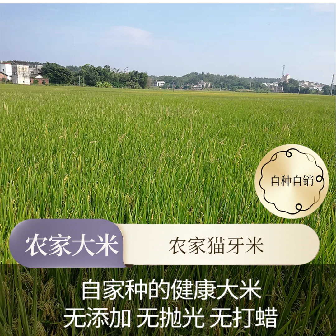 农家猫牙米自种自销。