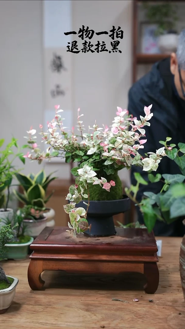 完全开放小*芙花叶105