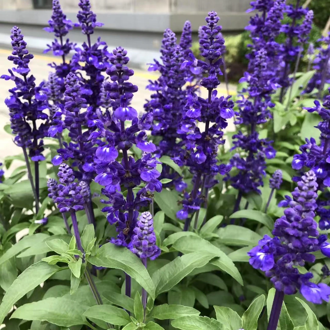 萨利芳蓝花鼠尾草庭院地栽阳台盆栽多年生耐热好养花期长