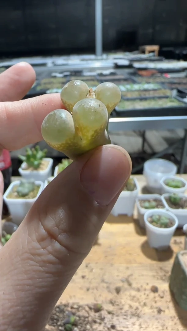 【闪购商品】9-517