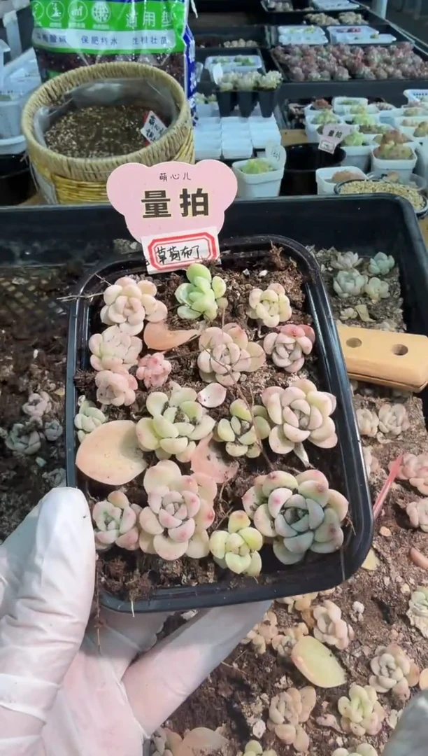 草莓布丁切糕1盒 量拍混发