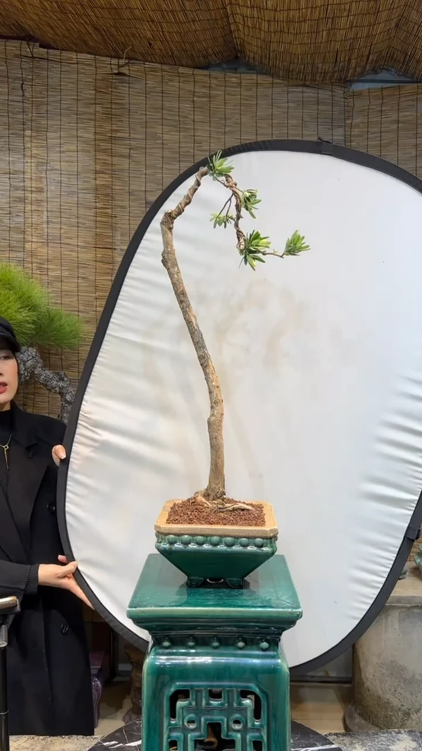 【闪购商品】菊花芯罗汉松