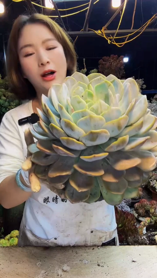 血橙一物一拍脱土包邮