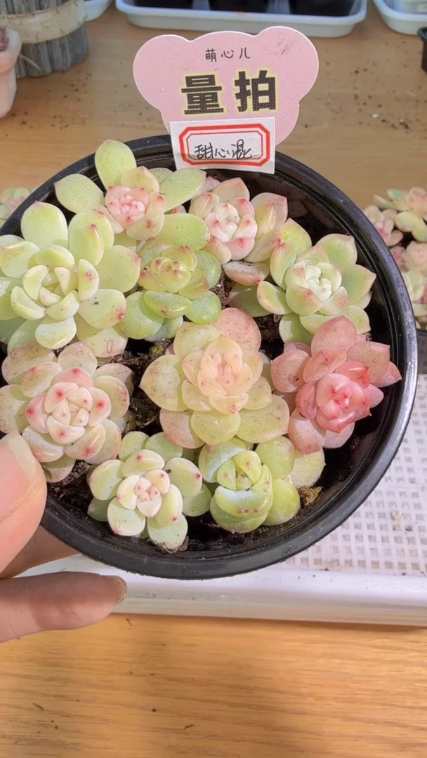 甜心混 1盒 量拍混发 满9.9包邮