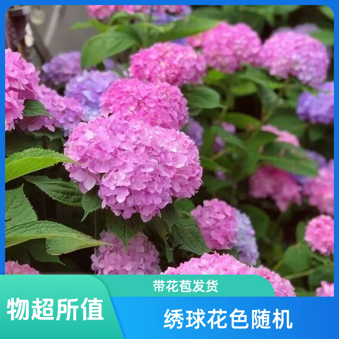 绣球花随机花色带花苞发货