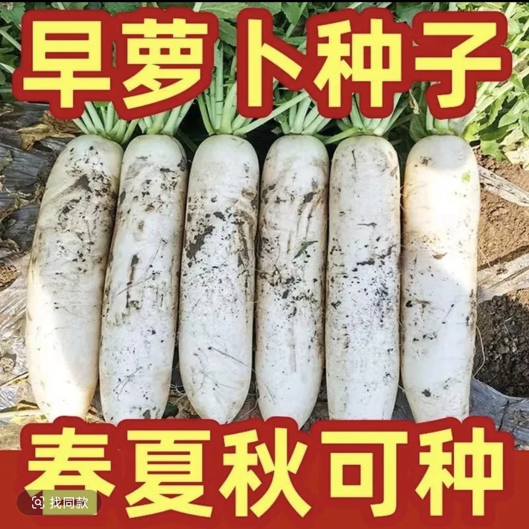 【白玉萝卜种子】家庭阳台小院盆栽地栽四季种植易栽易活