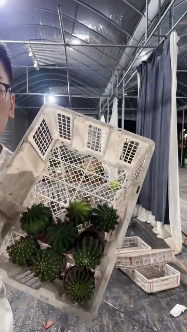 8颗 实生根 金刚彩草 4-6cm