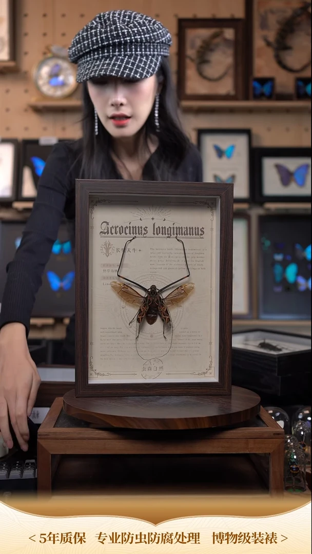 长臂天牛展翅A4复古版复古框